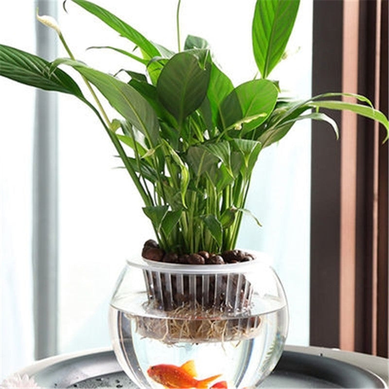 花盆自吸客厅圆球鱼缸富贵竹花瓶水培发财树大玻璃瓶养花花器绿萝